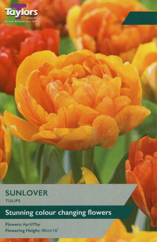 Tulip Sunlover