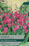 Gladiolus Byzantinus