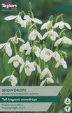Snowdrops - Galanthus Woronowii Ikariae