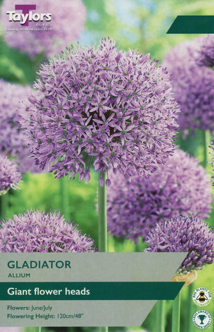 Gladiator Allium