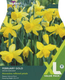 Narcissus February Gold