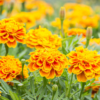 bedding plants marigolds