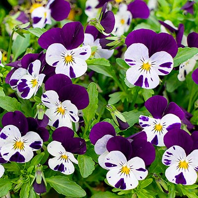 bedding plants violas