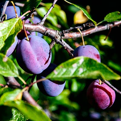 Plum Tree