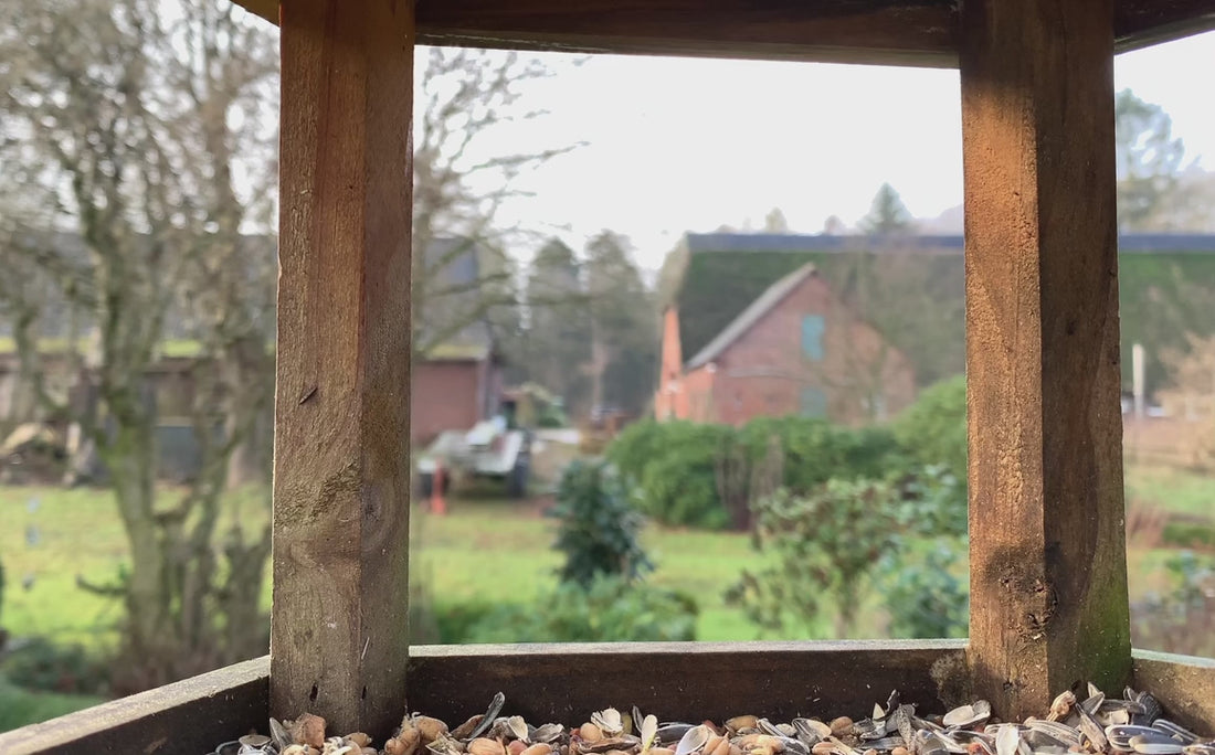 Blue Tit Flying in and feeding in a bird House