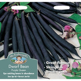 Dwarf Bean Purple Queen Seeds