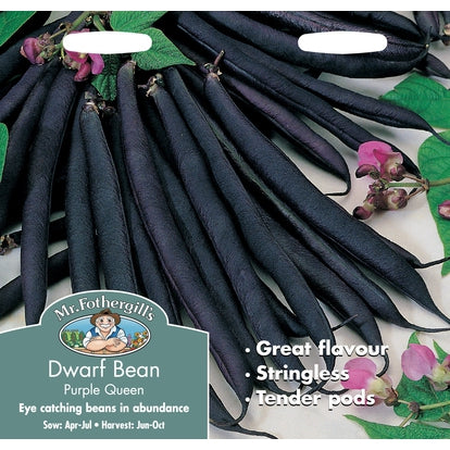 Dwarf Bean Purple Queen Seeds