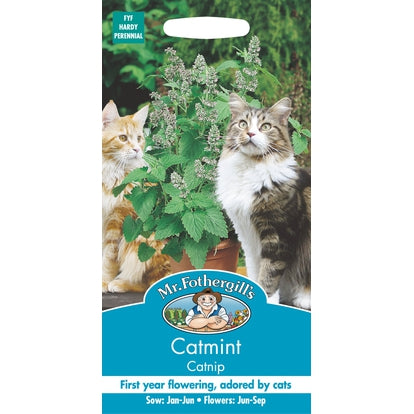 Catmint Catnip Seeds