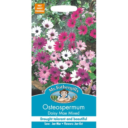 Osteospermum Daisy Mae Seeds