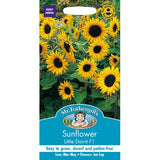 Sunflower Little Dorrit Seeds