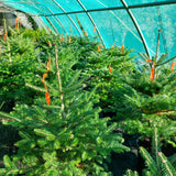 Potted Christmas Trees