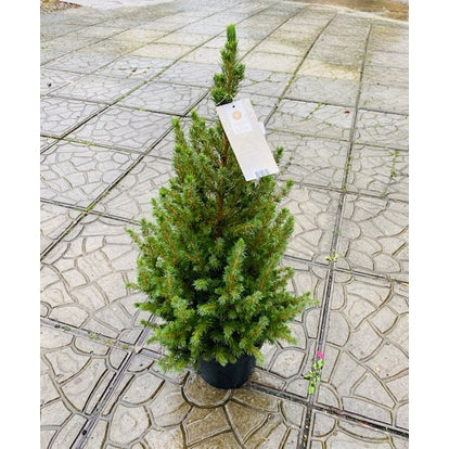 Picea glauca 'December'