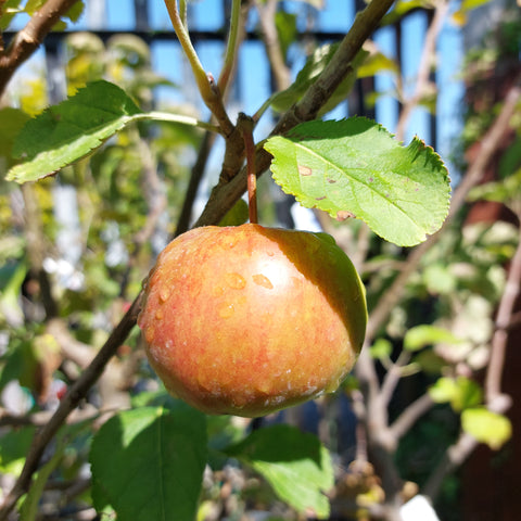 Apple Tree 'Jonagold'