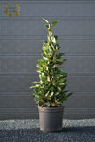 Bay Leaf Cone Topiary