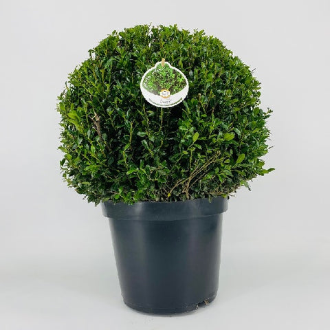 Buxus Ball Topiary