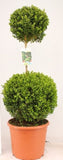 Buxus Double Ball Topiary