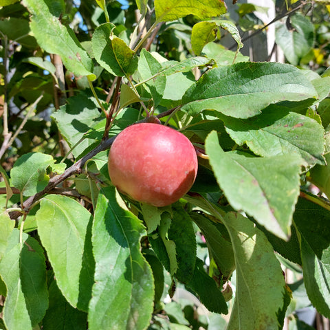 Apple Tree 'Elstar'