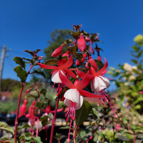 Fuchsia Alice Hoffman