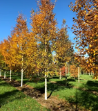 Large and Mature Trees