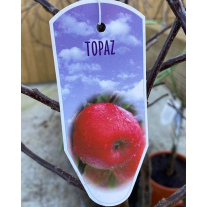 Apple 'Topaz'