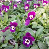 Viola Bedding Plants
