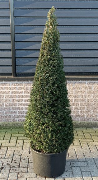 Yew Cone Topiary